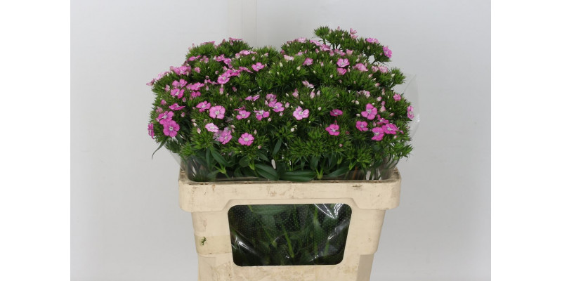 Dianthus Barb Am Rose 55cm A1 Col-Pink