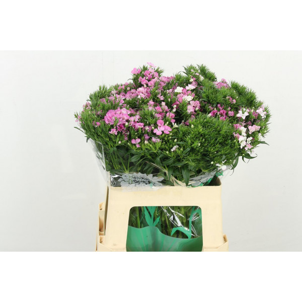 Dianthus Barb Am Rose 60cm A1 Col-Pink