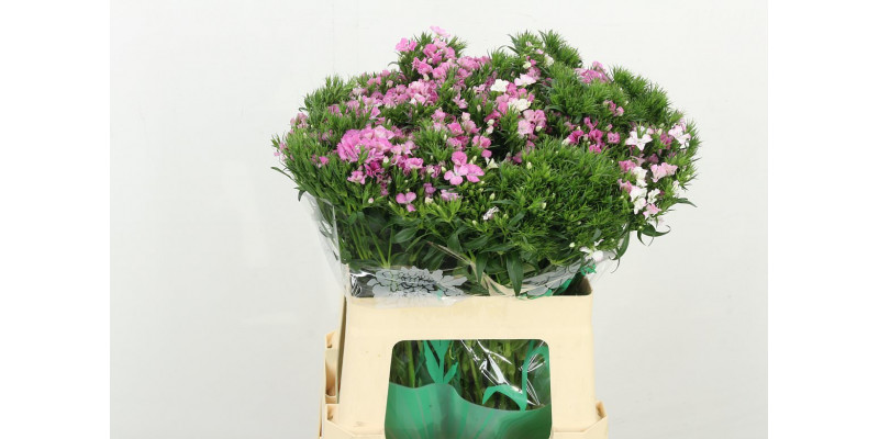 Dianthus Barb Am Rose 60cm A1 Col-Pink