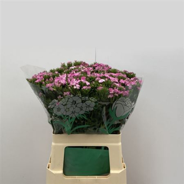 Dianthus Barb Am Rose 60cm A1