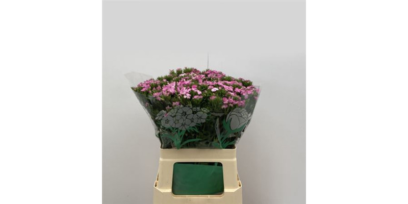 Dianthus Barb Am Rose 60cm A1