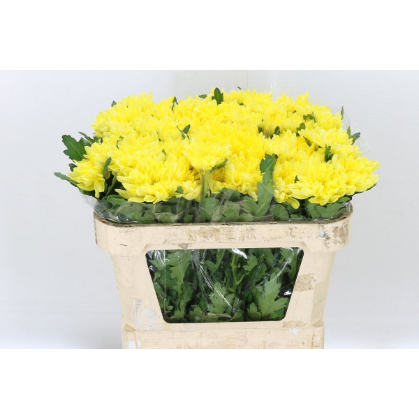 Chrysanthemums G Zembla Yellow 75cm A1 Col-Yellow