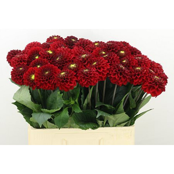 Dahlia Red Fox 60cm A1