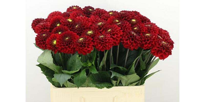 Dahlia Red Fox 60cm A1