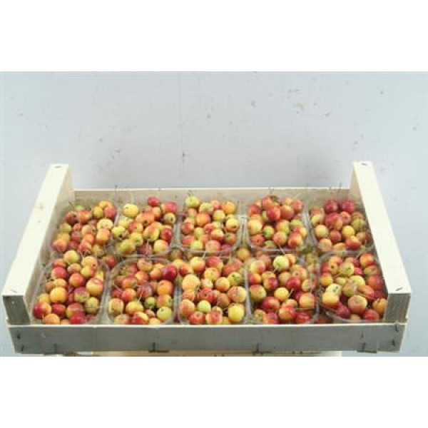 Malus Red S Bakjes  A1