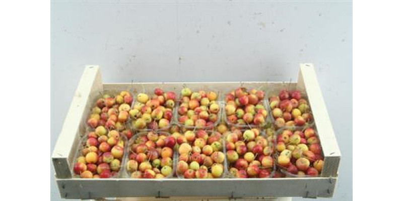 Malus Red S Bakjes  A1