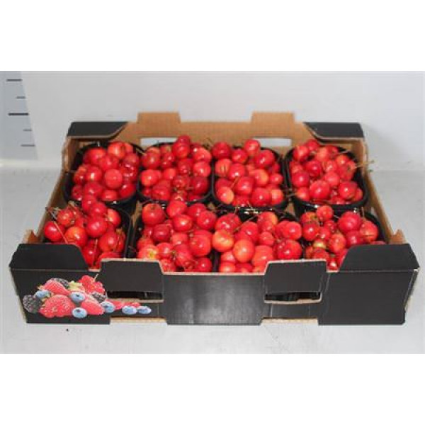 Malus Red Sentin Bak 0cm A1