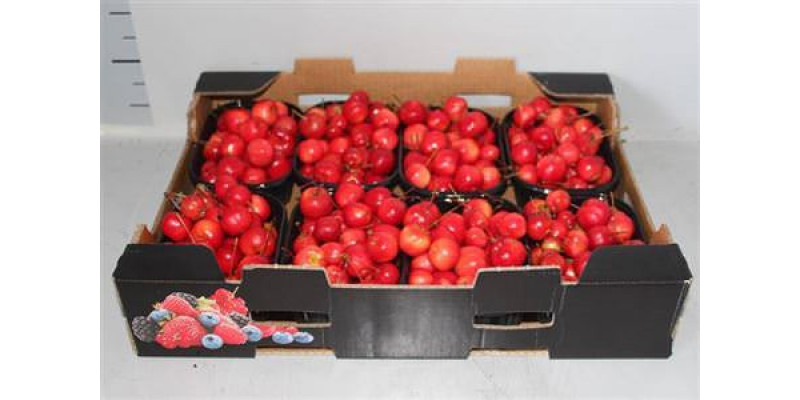 Malus Red Sentin Bak 0cm A1