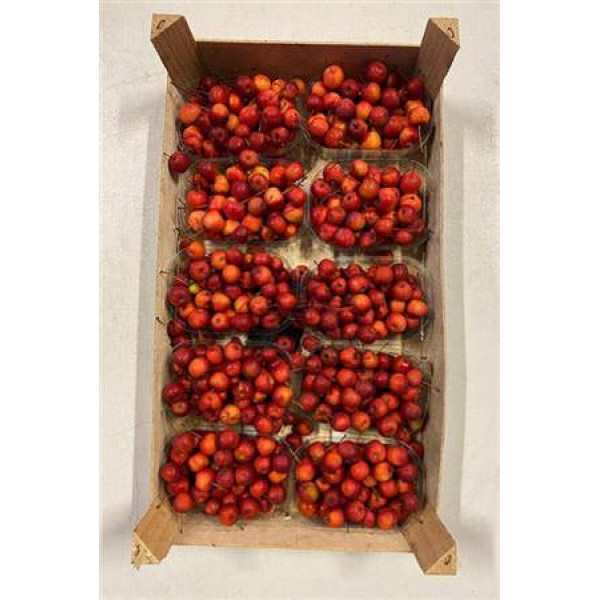 Malus Red Sentin Bak 0cm A1