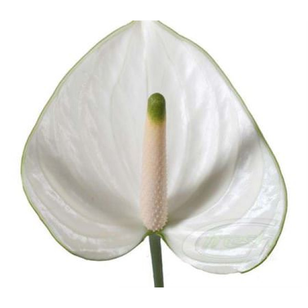 Anthurium Snowy X20 20cm 20 Col-White