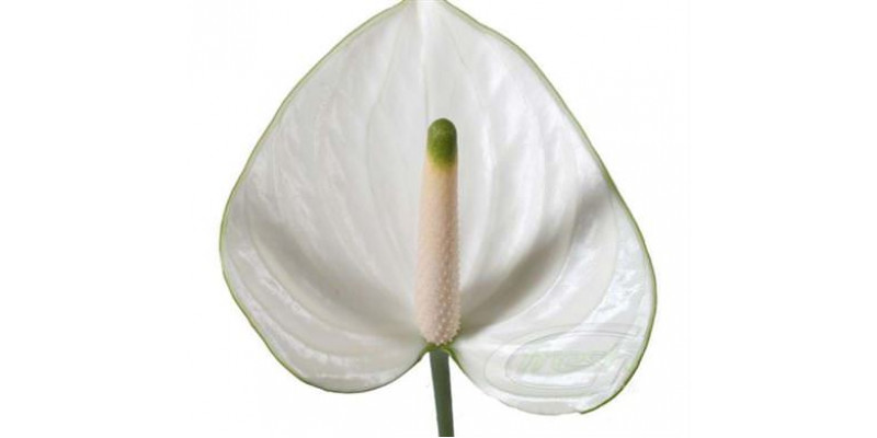 Anthurium Snowy X20 20cm 20 Col-White