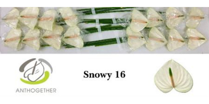 Anthurium A Snowy 16  A1