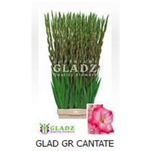 Gladioly Kl Cantate 120cm A1