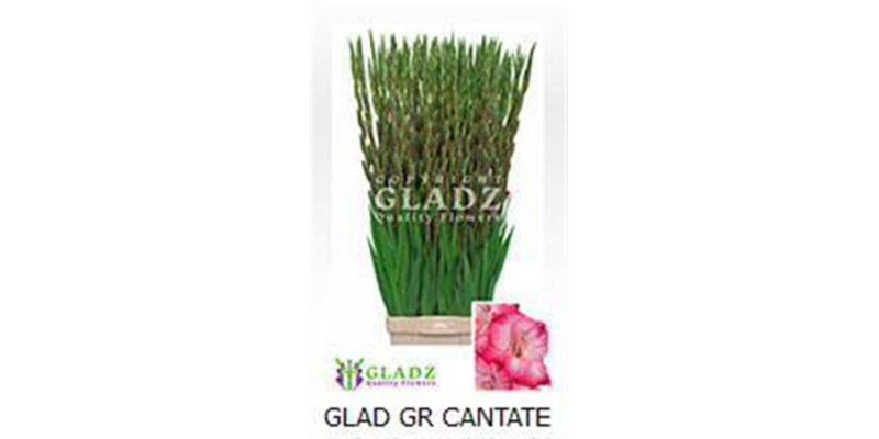 Gladioly Kl Cantate 120cm A1