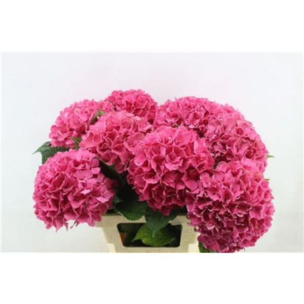 Hydrangea M Gl Alps Red 60cm A1