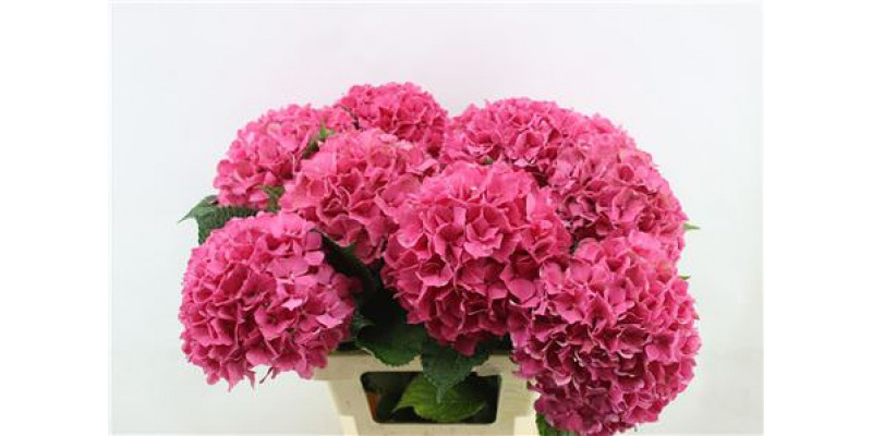 Hydrangea M Gl Alps Red 60cm A1