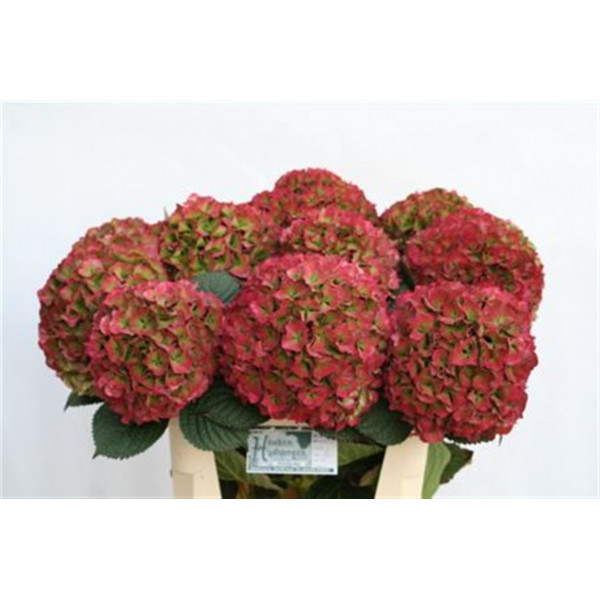 Hydrangea M Glow Alps Cl Xl 80cm A1 Col-Bicolor