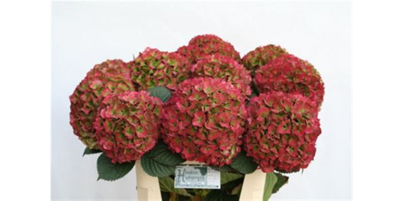 Hydrangea M Glow Alps Cl Xl 80cm A1 Col-Bicolor