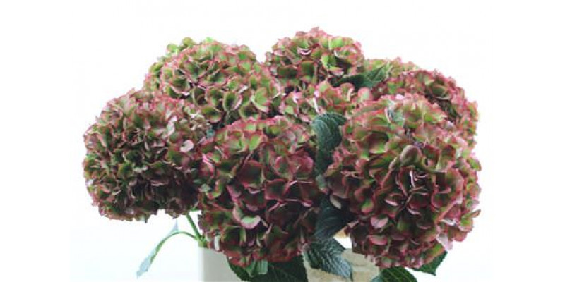 Hydrangea M Gl Alps Vuurbaak Cl 80-22 80cm A1