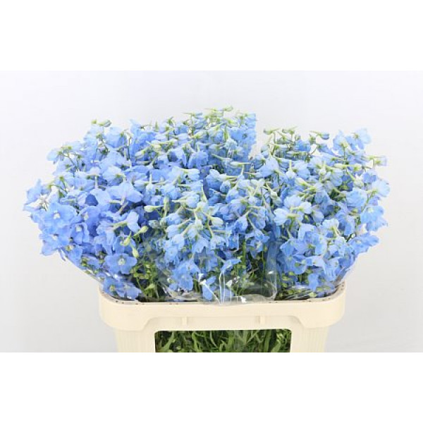 Delphinium Ballkleid 80cm  Col-Light Blue