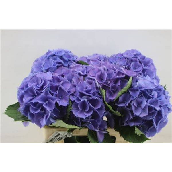 Hydrangea M Elbtal Blauw 80cm 80cm A1