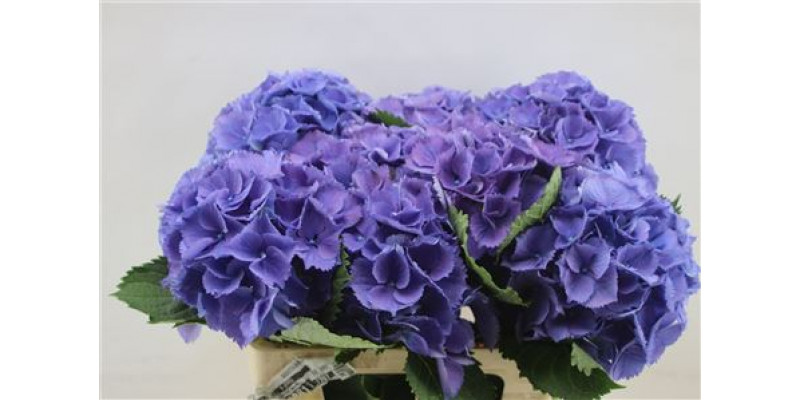 Hydrangea M Elbtal Blauw 80cm 80cm A1