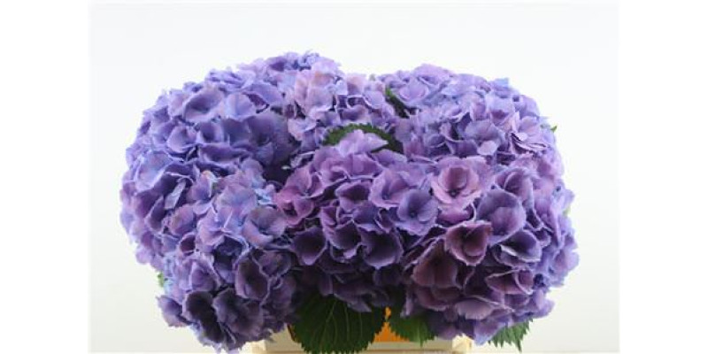 Hydrangea M Elbtal Blue 80-22 80 cm A1