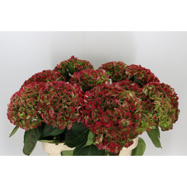 Hydrangea M Mag Opal Cl 80cm A1 Col-Bicolor