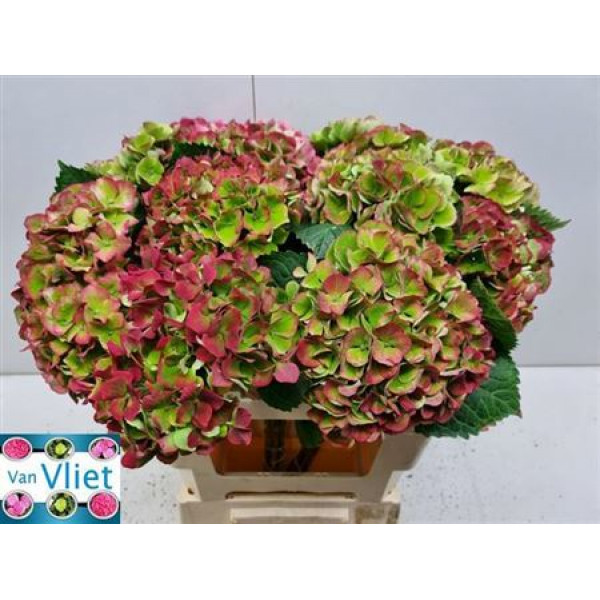 Hydrangea M Mag Opal Cl A1 Col-Bicolor