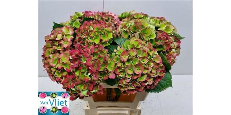 Hydrangea M Mag Opal Cl A1 Col-Bicolor