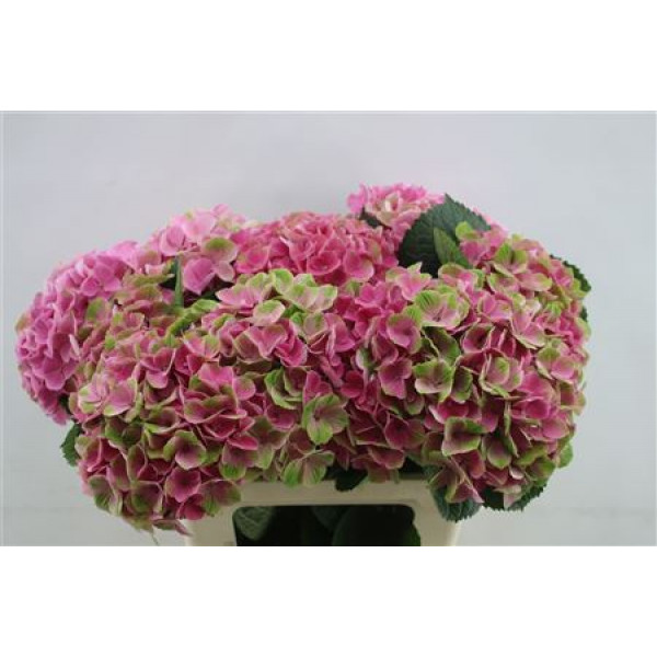 Hydrangea M Opal Classic 60cm 60cm A1