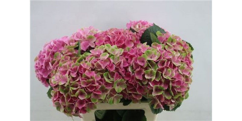 Hydrangea M Opal Classic 60cm 60cm A1