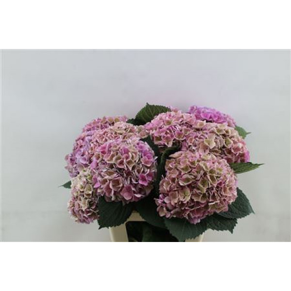 Hydrangea M Opal Pink Cl S 80cm 80cm A1