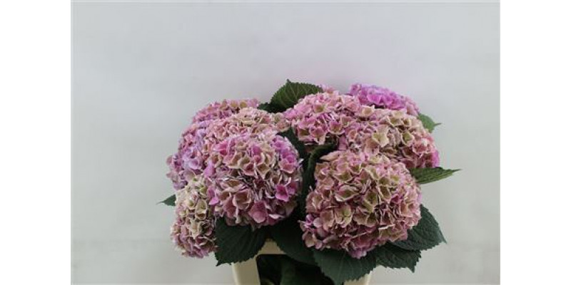 Hydrangea M Opal Pink Cl S 80cm 80cm A1