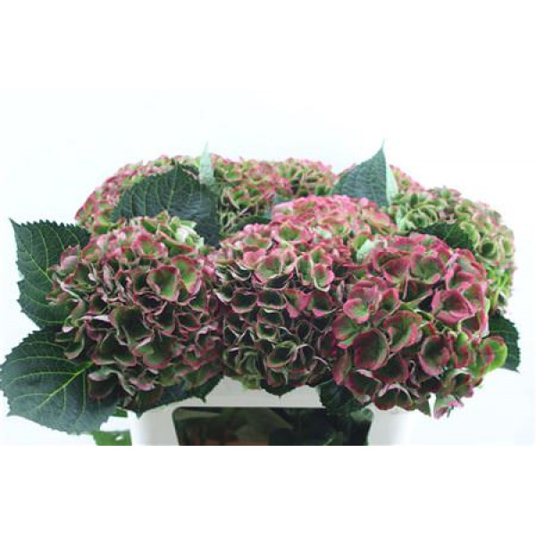 Hydrangea M Opal Cl 80-22 80cm A1