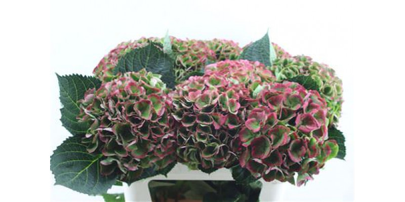 Hydrangea M Opal Cl 80-22 80cm A1