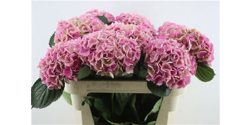 Hydrangea M Opal Cl 70-19 70 A1