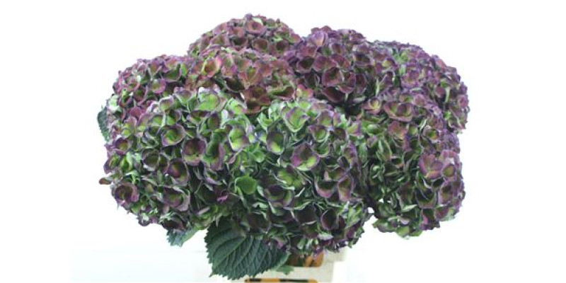Hydrangea M Cl Opal Purple 70-19 70 cm A1