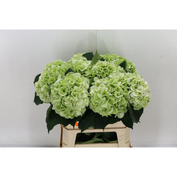 Hydrangea M Schneeball Classic 80cm  Col-Bicolor