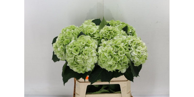 Hydrangea M Schneeball Classic 80cm  Col-Bicolor