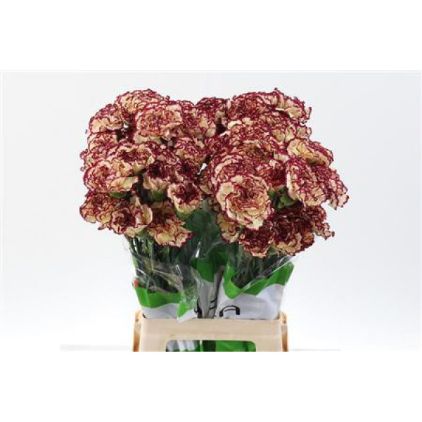 Dianthus St Viana 70cm A1