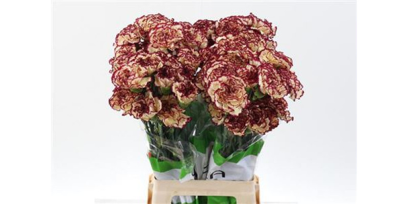 Dianthus St Viana 70cm A1