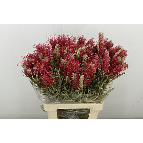Grevi Misty Red 70 cm A1