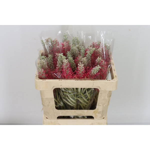 Grevi Misty Red 50 cm A1