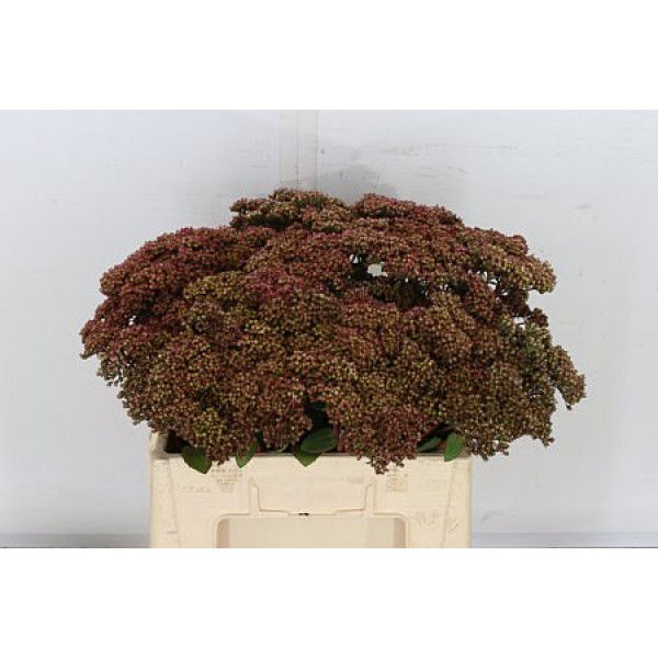 Sedum Matrona 55cm A1