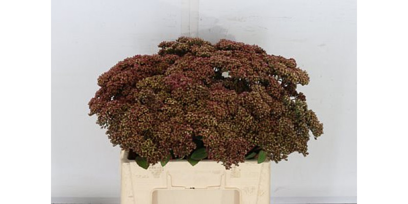 Sedum Matrona 55cm A1