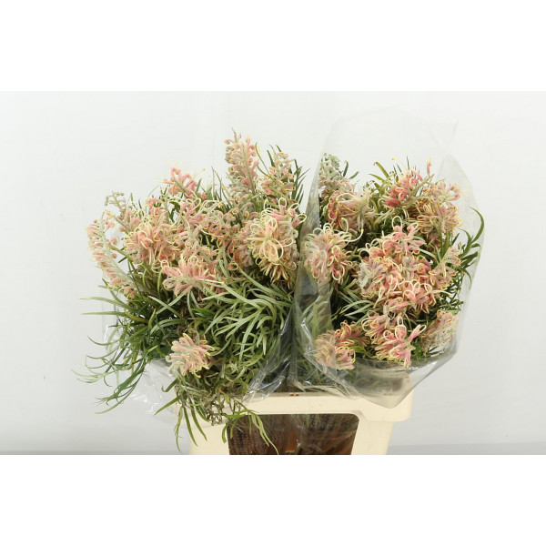 Grevi Misty Pink 70cm A1 Col-Peach