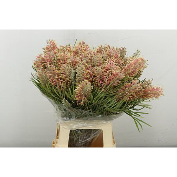 Grevi Misty Pink 70 cm A1