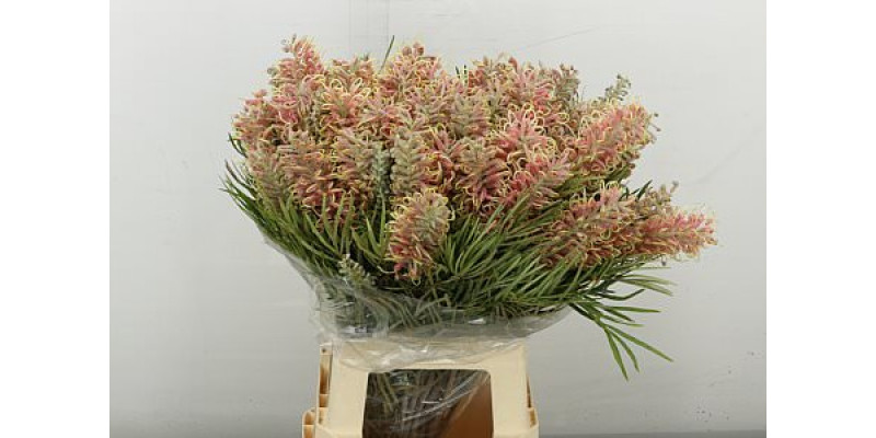Grevi Misty Pink 70 cm A1