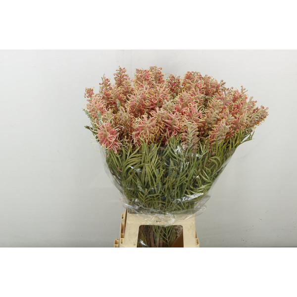 Grevi Misty Pink 80 cm A1